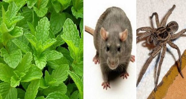 Si vous avez cette plante chez vous, vous ne reverrez plus jamais de souris, d&rsquo;araignées ou d&rsquo;insectes!