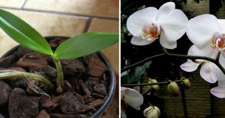 C’est le secret pour faire à nouveau fleurir l’orchidée fanée!