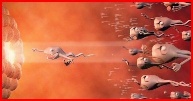 Illustré de 9 mois de grossesse en 4 minutes … la vidéo la plus sensationnelle du monde!