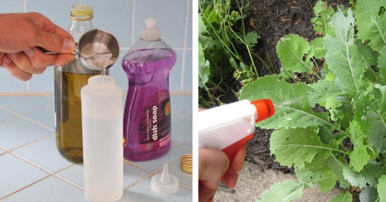 Dites non à «Roundup» et fabriquez ces herbicides à deux composants pour votre jardin!