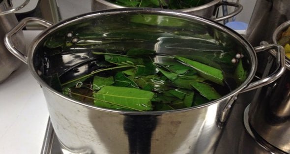 Avez-vous le diabète? Par conséquent, il vous suffit de faire bouillir ces feuilles, puis de prendre ce thé pour résoudre le problème du diabète sans avoir besoin de médicaments!