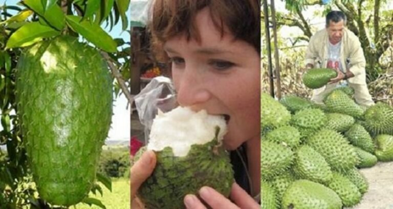 Ce fruit aide à lutter contre le cancer, mais l&rsquo;industrie pharmaceutique nie son existence!