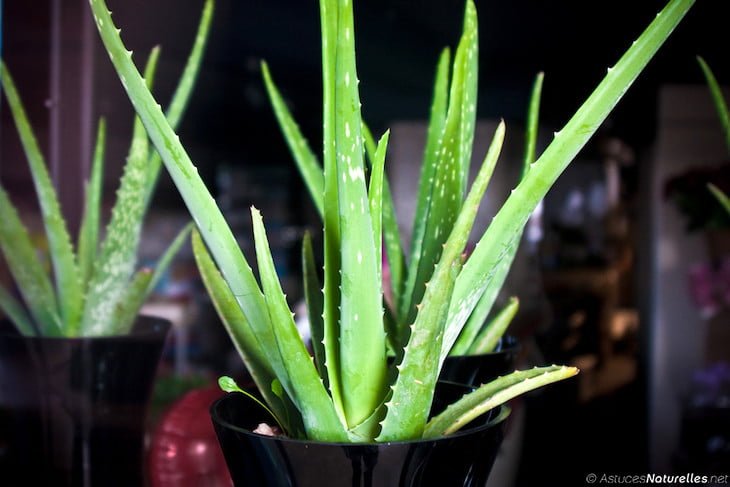 Mettez ces 4 plantes dans votre chambre et vous ne dormirez plus jamais!