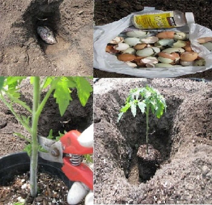 Comment faire pousser correctement des tomates pour obtenir une plante de 1 à 2 mètres …