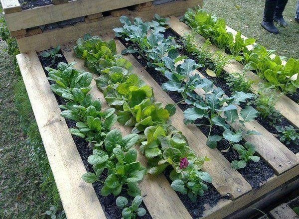 Jardinage en palettes: une nouvelle façon de cultiver vos propres plantes biologiques … essayez-le chez vous!