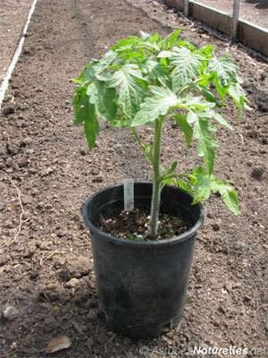 Effectuez simplement les étapes suivantes: Voici comment faire pousser correctement des tomates pour obtenir une plante de 1 m …