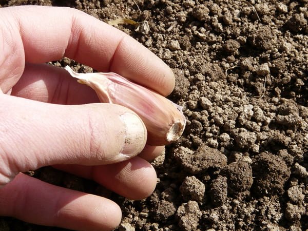 Plus besoin d’acheter de l’ail! Cette méthode super simple doublera votre maison!