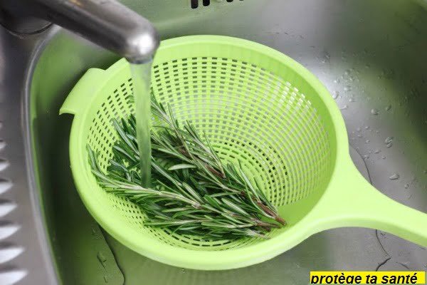 Les scientifiques ont découvert la plante anti-démence la plus efficace et amélioré la mémoire de 75%