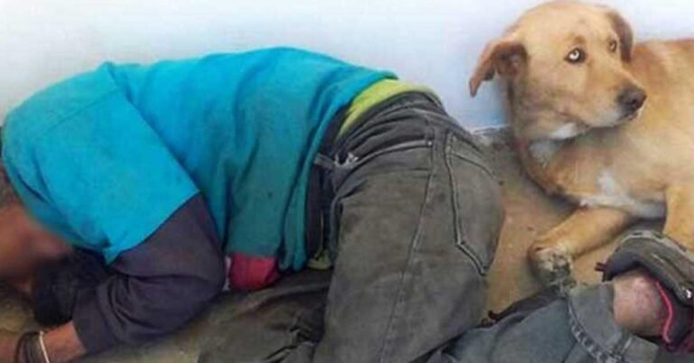 Le sans-abri est mort au milieu de la route. Des milliers de personnes ont été touchées par la réaction de son chien!