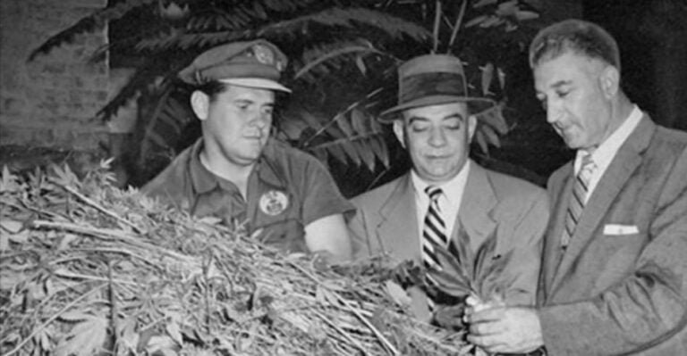 Pourquoi CANNABIS est-il interdit? La vraie raison est pire que vous ne le pensez!