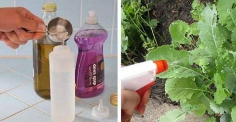 Aimez-vous le jardinage? Voici 2 ingrédients simples pour préparer votre propre herbicide naturel et protéger votre jardin en toute sécurité!