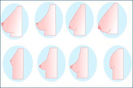 De toute évidence, il existe 7 types de seins – lequel avez-vous?