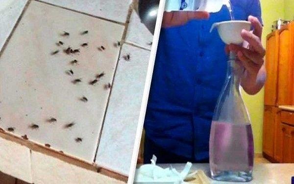 Astuce: votre cuisine sent bon, toutes les mouches vont disparaître