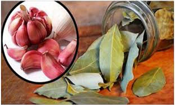 Mélangez 7 gousses d’ail et 7 feuilles de laurier pour chasser Dalang de la maison