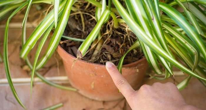 Si vous avez une de ces plantes dans votre maison, faites attention, car vous avez des trésors mais vous ne savez pas