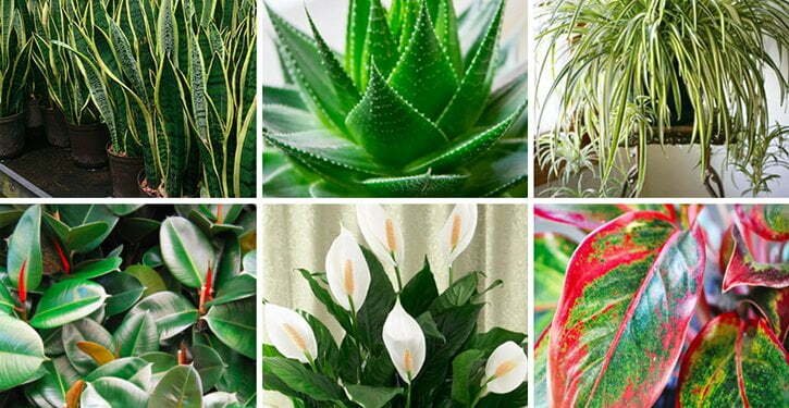 Ces plantes sont des bombes à oxygène qui peuvent purifier l’air de votre maison.
