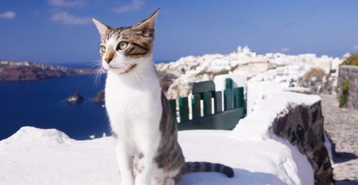 Opportunité d’emploi: soyez payé pour prendre soin des chats sur Dream Island