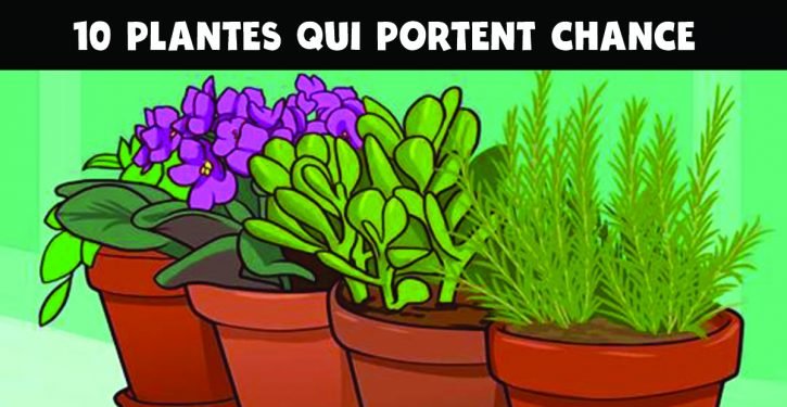 10 plantes portent chance et apportent une énergie positive à la maison