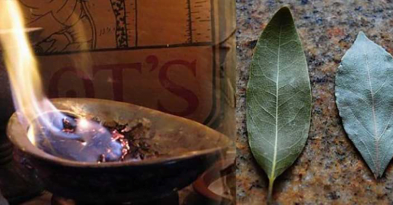 Les feuilles de Bourne Bay sont chez elles, c’est pourquoi