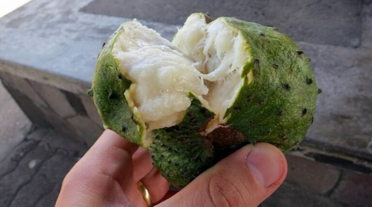 Non, l’acanthopanax n’est pas un allié thérapeutique anticancéreux