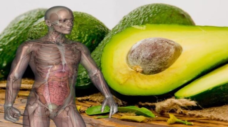 5 choses qui se produisent dans le corps lorsque vous mangez de l&rsquo;avocat