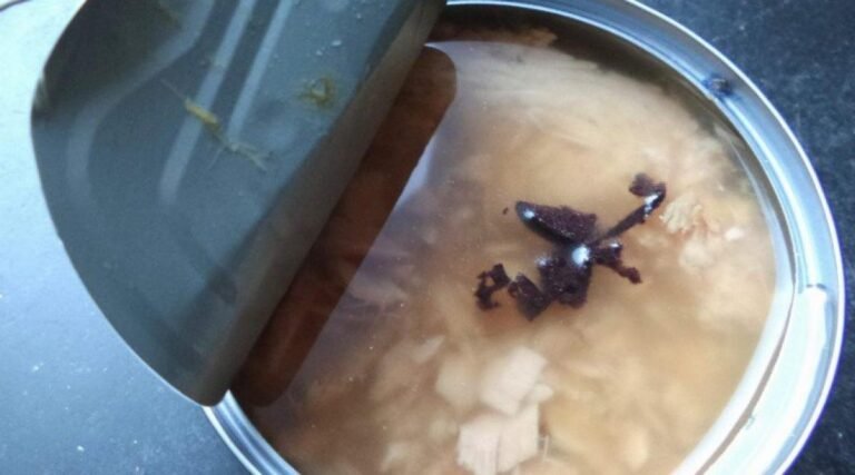 7 raisons d&rsquo;arrêter de manger du thon en conserve