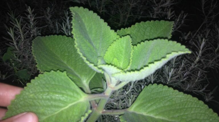 Avantages de l&rsquo;origan