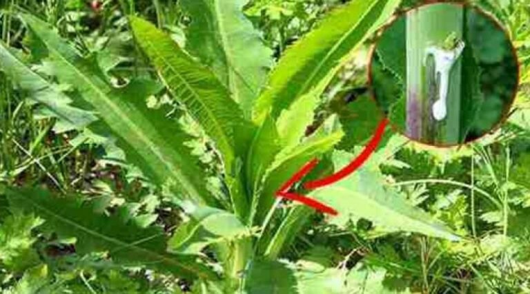 Similaire à la morphine: les meilleurs analgésiques naturels poussent dans votre jardin