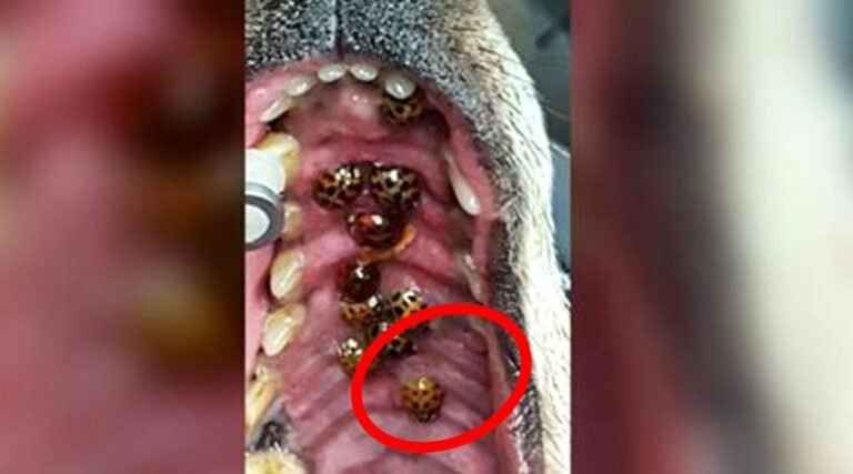 Un vétérinaire met en garde tous les propriétaires de chiens: vérifiez leur bouche