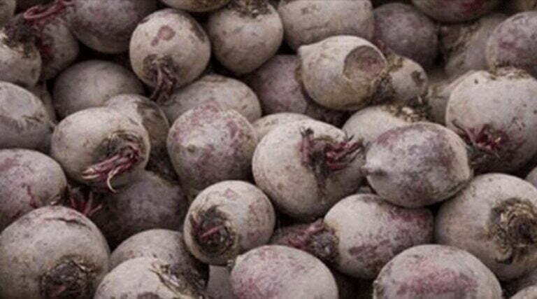 Avantages de la betterave