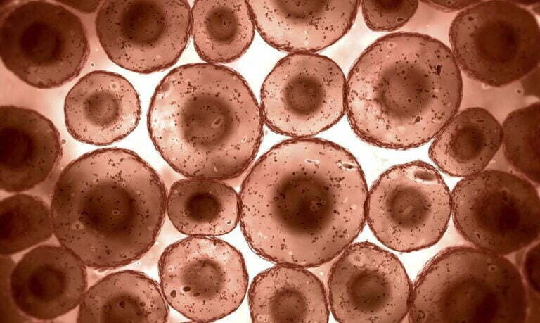 Une Étude Révèle Que Le Jeûne Pendant 72 Heures Peut Régénérer L&rsquo;ensemble Du Système Immunitaire