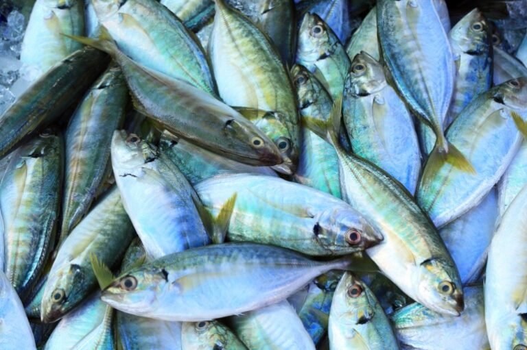 Nourrir le cerveau, partie 7 – Acides gras oméga-3