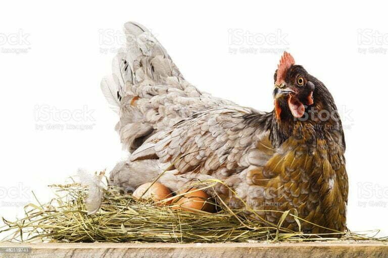 Oeufs ou poulet pour maigrir : Quoi de mieux pour le dîner ?