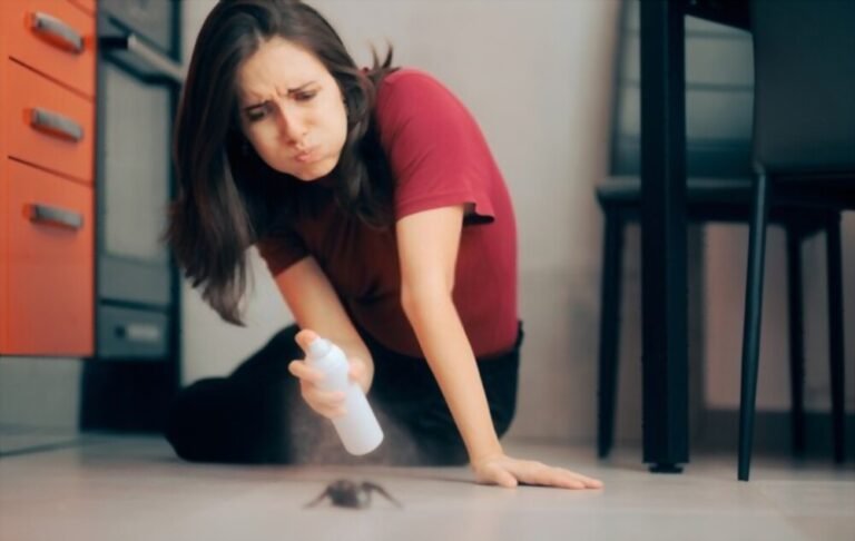 Comment éloigner les araignées de la maison une fois pour toutes ?