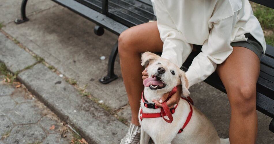Comment choisir la race de petit chien idéale pour votre mode de vie